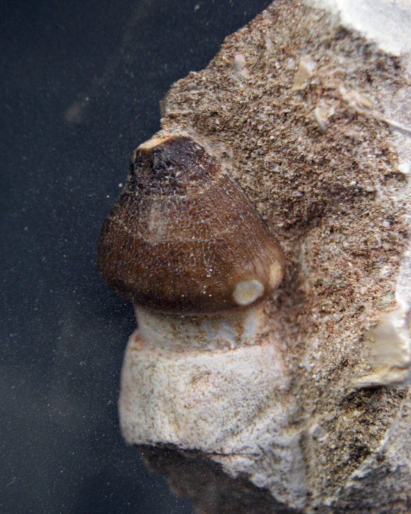 SONY DSC Diente fósil de Globidens