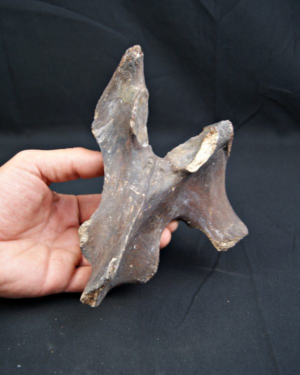 SONY DSC vértebra de Bison priscus