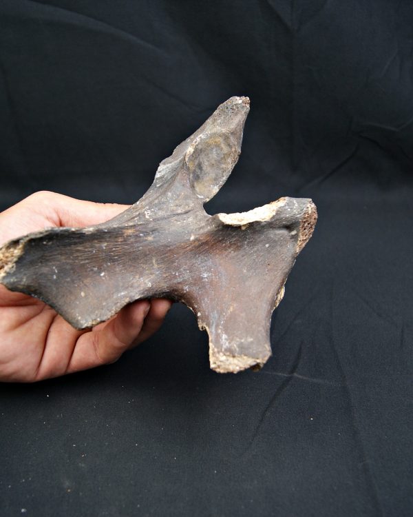 SONY DSC vértebra de Bison priscus