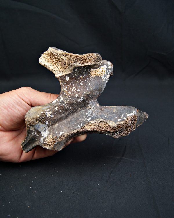 SONY DSC vértebra de Bison priscus