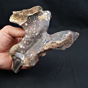 vértebra de Bison priscus