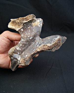 vértebra de Bison priscus