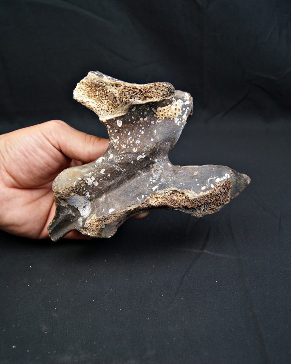 SONY DSC vértebra de Bison priscus