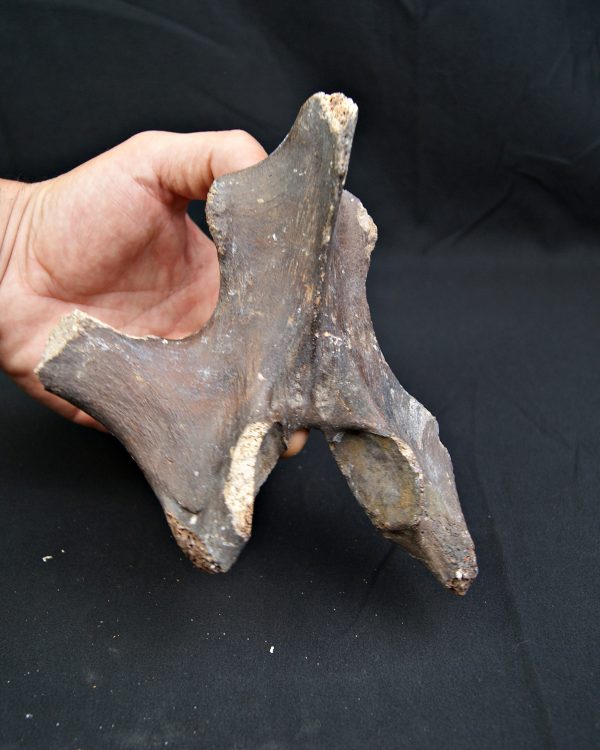 SONY DSC vértebra de Bison priscus