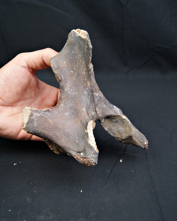 SONY DSC vértebra de Bison priscus