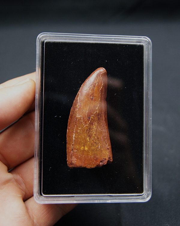 Carcharodontosaurus saharicus