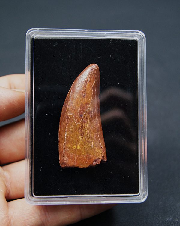 Carcharodontosaurus saharicus