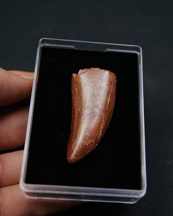 Carcharodontosaurus saharicus