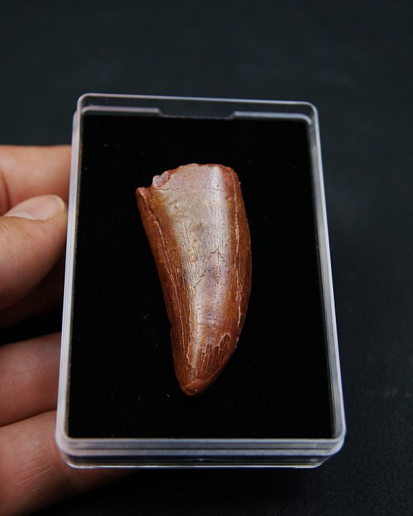 Carcharodontosaurus saharicus