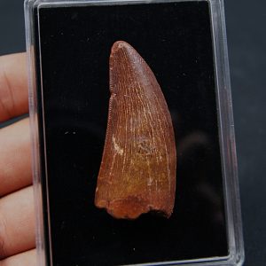 Carcharodontosaurus saharicus