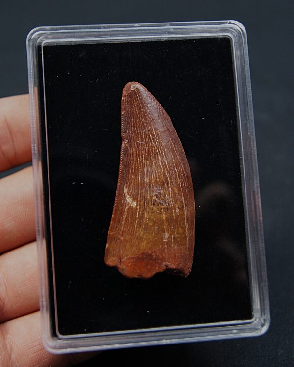 Carcharodontosaurus saharicus