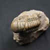 Trilobite Crotalocephalus gibbus