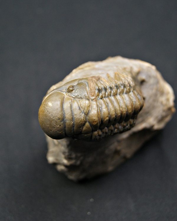 Trilobite Crotalocephalus gibbus