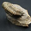 Trilobite Crotalocephalus gibbus