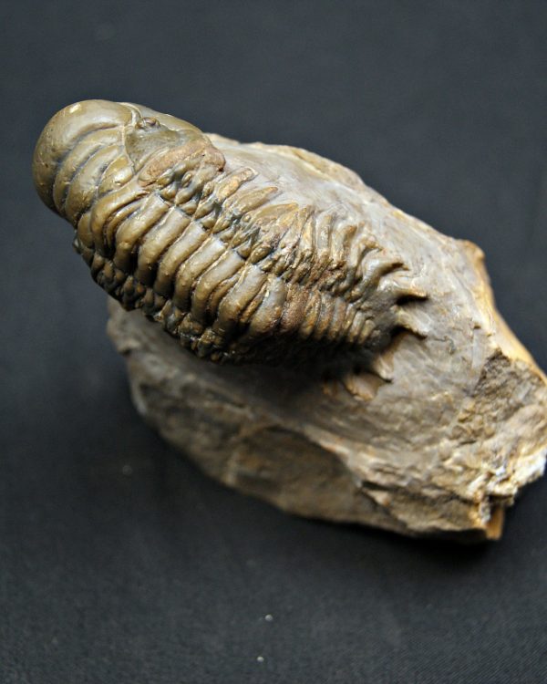 Trilobite Crotalocephalus gibbus