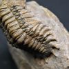Trilobite Crotalocephalus gibbus