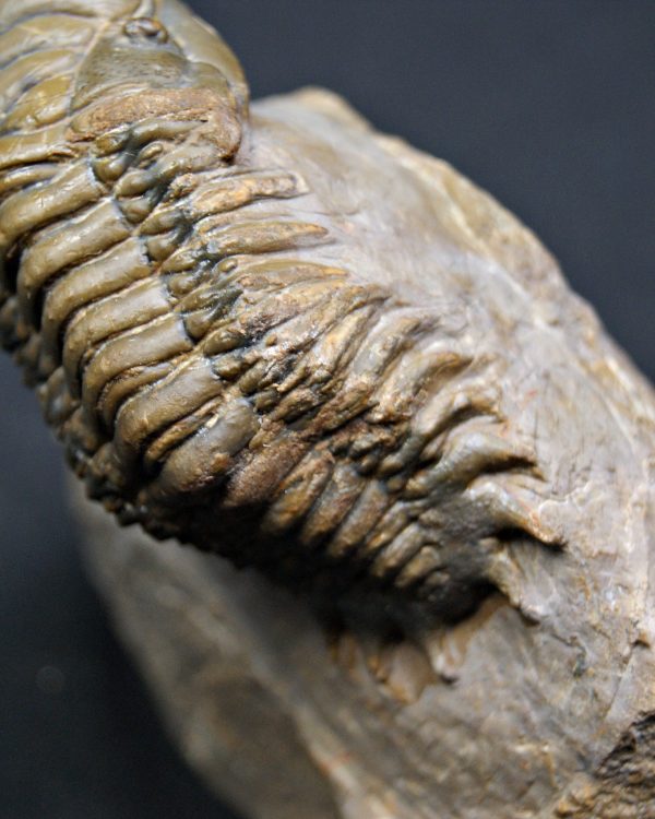 Trilobite Crotalocephalus gibbus