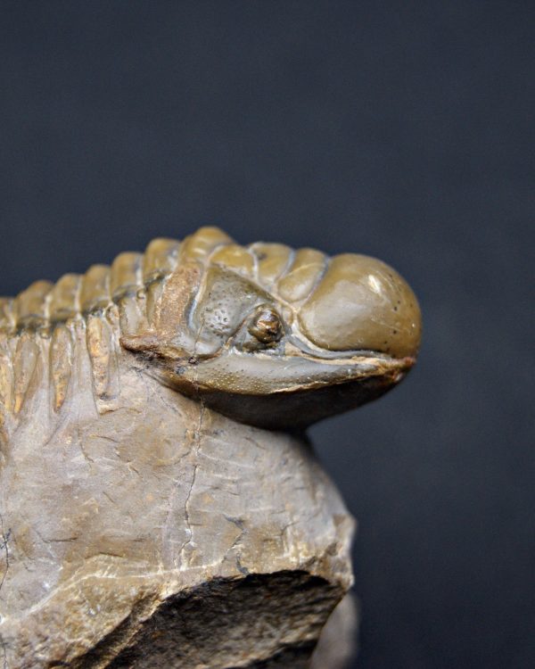 Trilobite Crotalocephalus gibbus