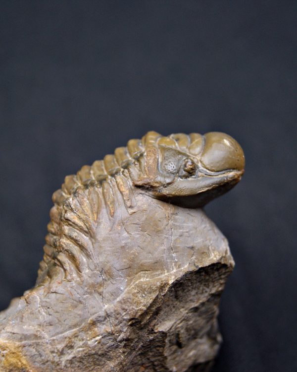 Trilobite Crotalocephalus gibbus