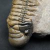 Trilobite Crotalocephalus gibbus