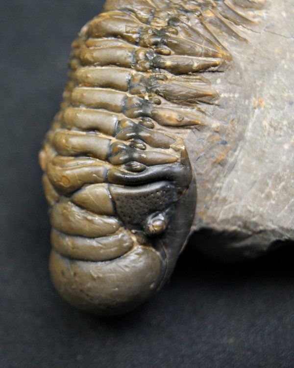 Trilobite Crotalocephalus gibbus