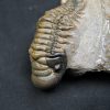 Trilobite Crotalocephalus gibbus