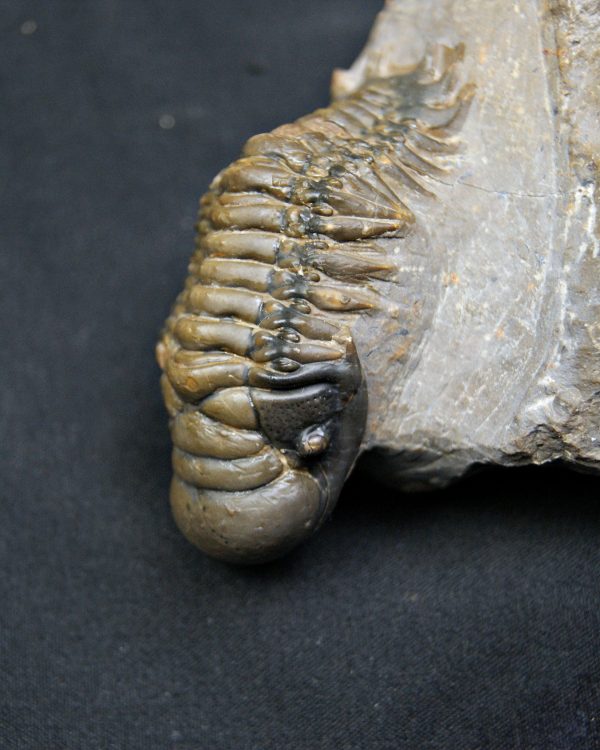 Trilobite Crotalocephalus gibbus