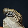 Trilobite Crotalocephalus gibbus