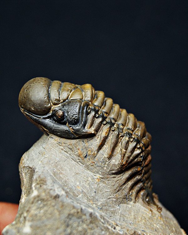 Trilobite Crotalocephalus gibbus