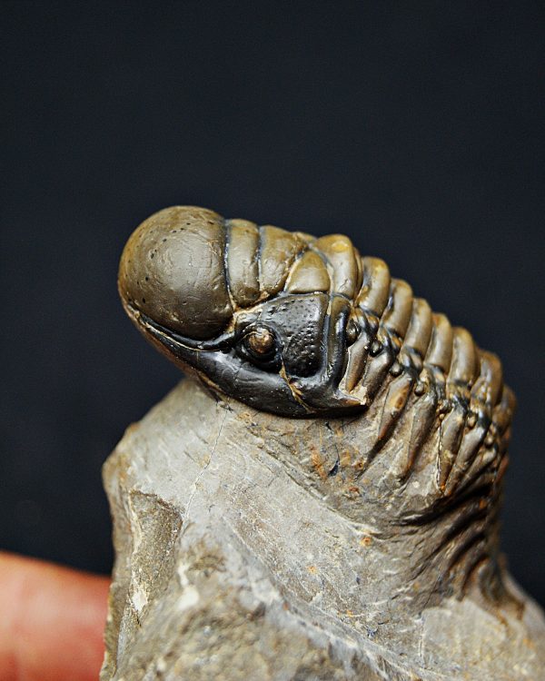 Trilobite Crotalocephalus gibbus
