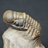 Trilobite Crotalocephalus gibbus