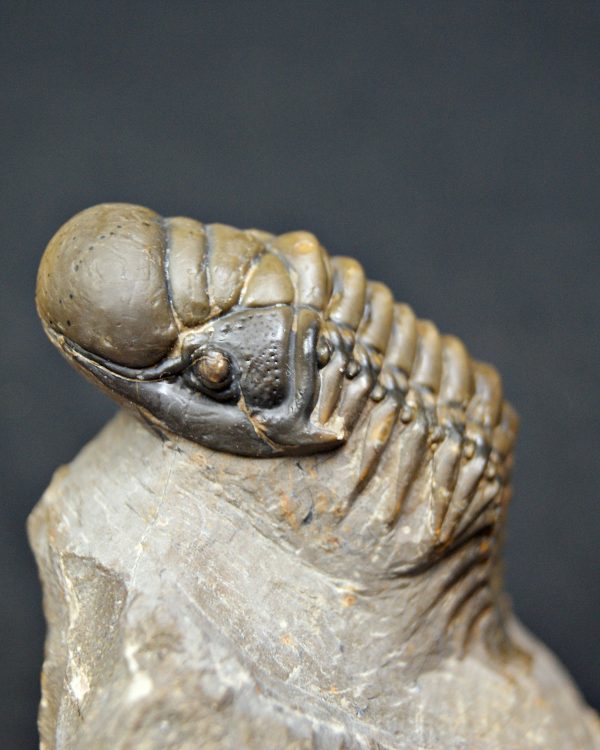 Trilobite Crotalocephalus gibbus