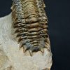 Trilobite Crotalocephalus gibbus
