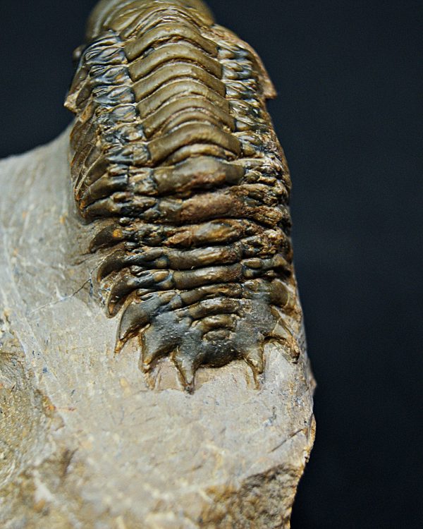 Trilobite Crotalocephalus gibbus