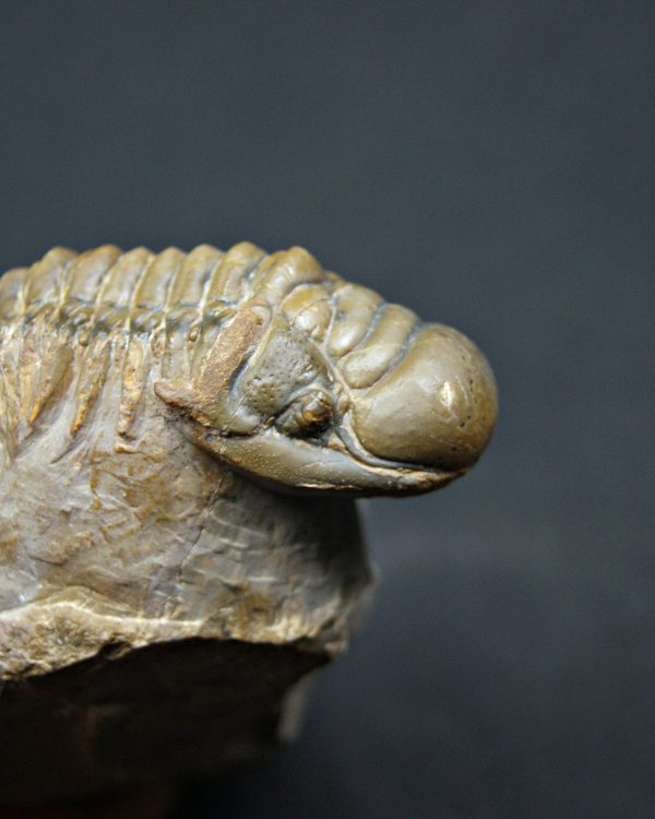 Trilobite Crotalocephalus gibbus