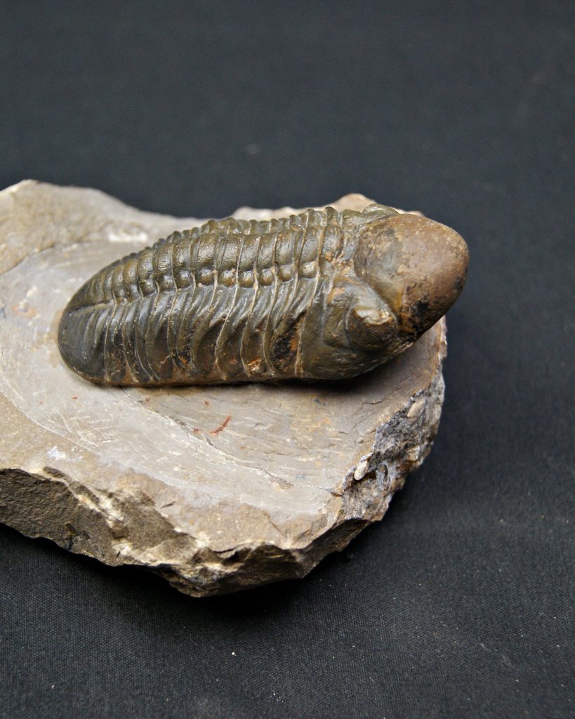 Reedops cephalotes