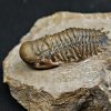 SONY DSC Trilobite Crotalocephalus gibbus