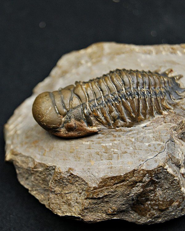 SONY DSC Trilobite Crotalocephalus gibbus