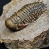 SONY DSC Trilobite Crotalocephalus gibbus