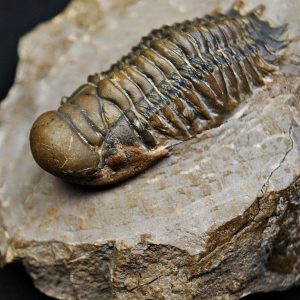 Trilobite Crotalocephalus gibbus