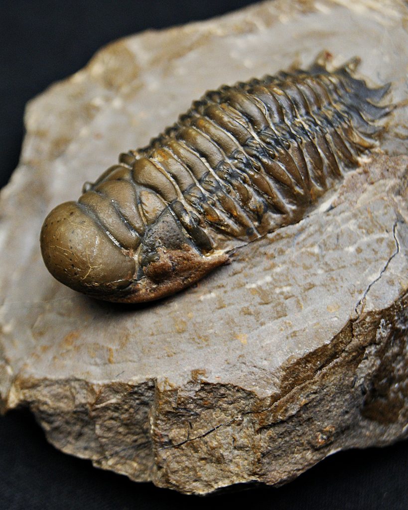 Trilobite Crotalocephalus gibbus