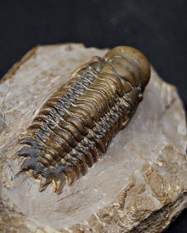 SONY DSC Trilobite Crotalocephalus gibbus