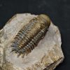 SONY DSC Trilobite Crotalocephalus gibbus