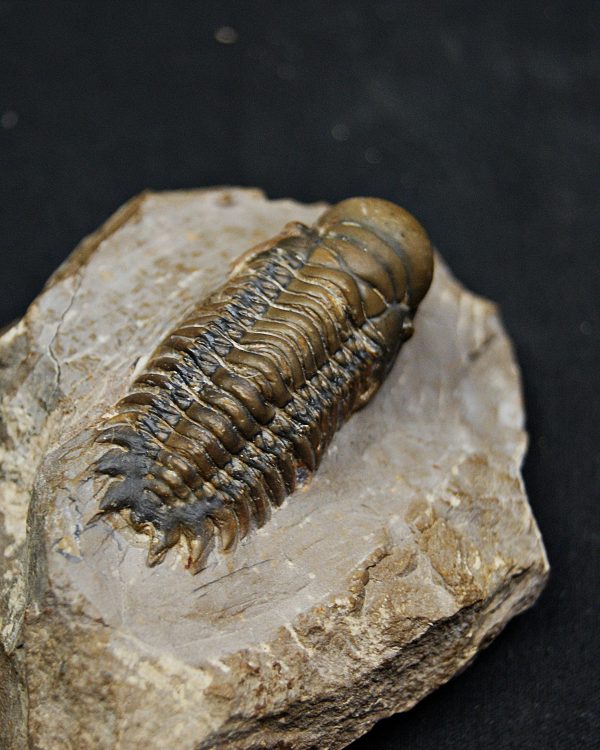 SONY DSC Trilobite Crotalocephalus gibbus