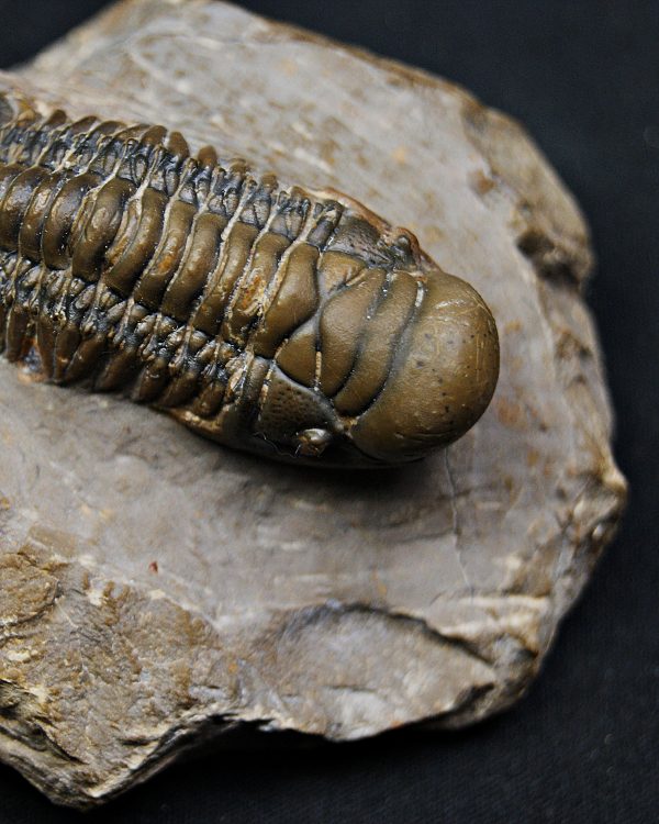 SONY DSC Trilobite Crotalocephalus gibbus