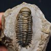 SONY DSC Trilobite Crotalocephalus gibbus