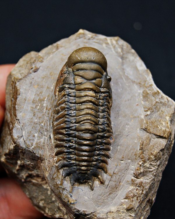 SONY DSC Trilobite Crotalocephalus gibbus