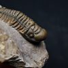 SONY DSC Trilobite Crotalocephalus gibbus
