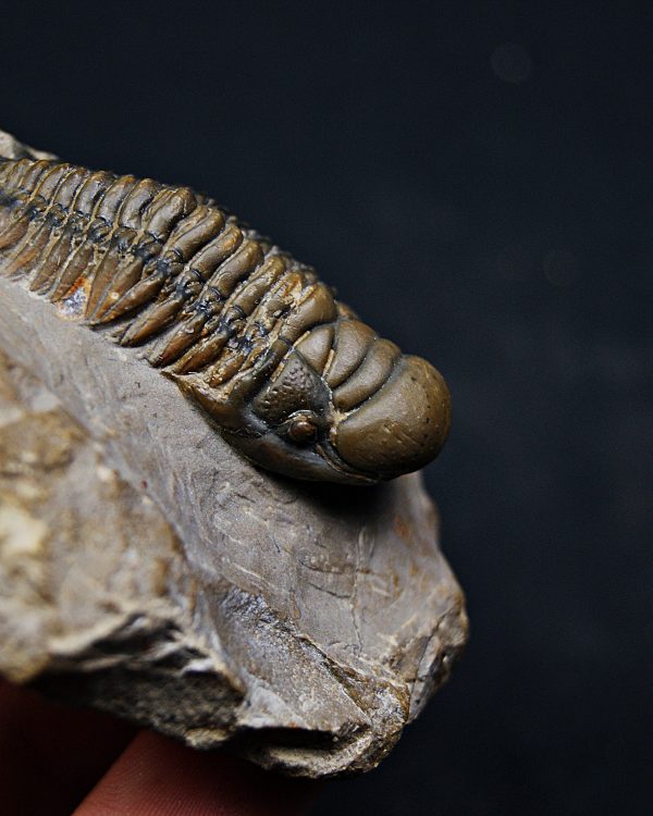 SONY DSC Trilobite Crotalocephalus gibbus