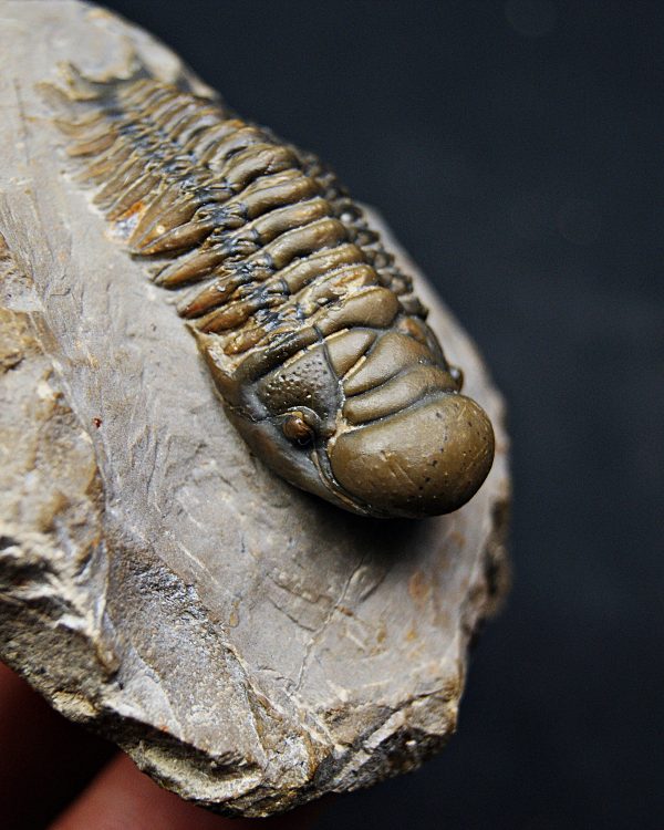 SONY DSC Trilobite Crotalocephalus gibbus